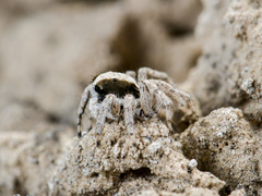 Aelurillus andreevae