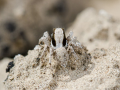 Aelurillus andreevae