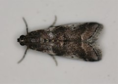 Acrobasis vaccinii