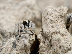 Aelurillus andreevae