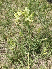 Astragalus pectinatus