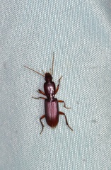 Stenomorphus californicus rufipes