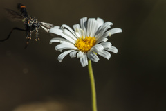 Brachyscome scapigera