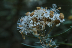 Ozothamnus thyrsoideus