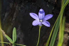 Wahlenbergia planiflora