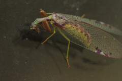 Ditaxis meridiei