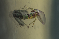 Ditaxis meridiei