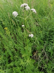 Valeriana dubia