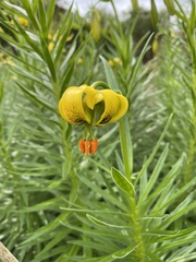 Lilium pyrenaicum