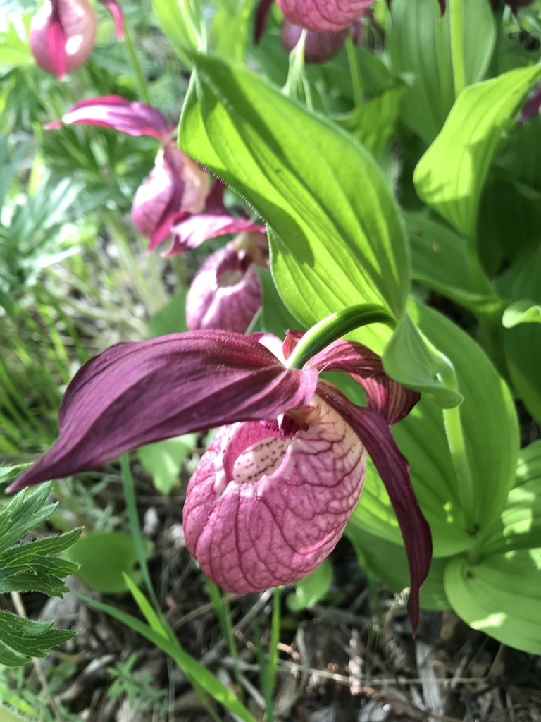 Cypripedium × ventricosum Sw. 3