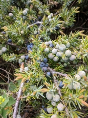 Juniperus communis hemisphaerica