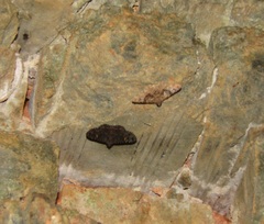 Lepidoptera