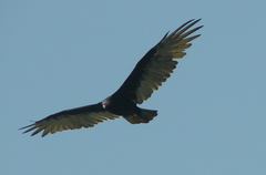 Cathartes aura