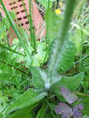 Pilosella aurantiaca