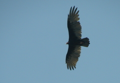 Cathartes aura