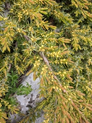 Juniperus communis hemisphaerica