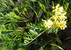Lomatium utriculatum