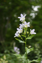 Campanula lactiflora