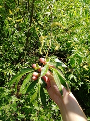 Salix pentandra