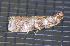 Dioryctria pygmaeella