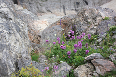 Asyneuma campanuloides