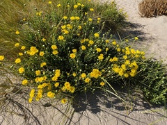 Grindelia chiloensis