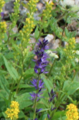 Asyneuma campanuloides