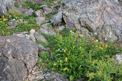 Asyneuma campanuloides