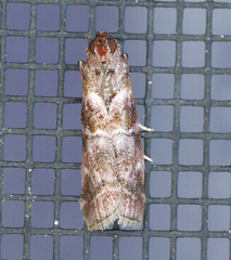 Dioryctria pygmaeella