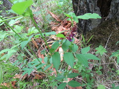Vicia venosa baicalensis