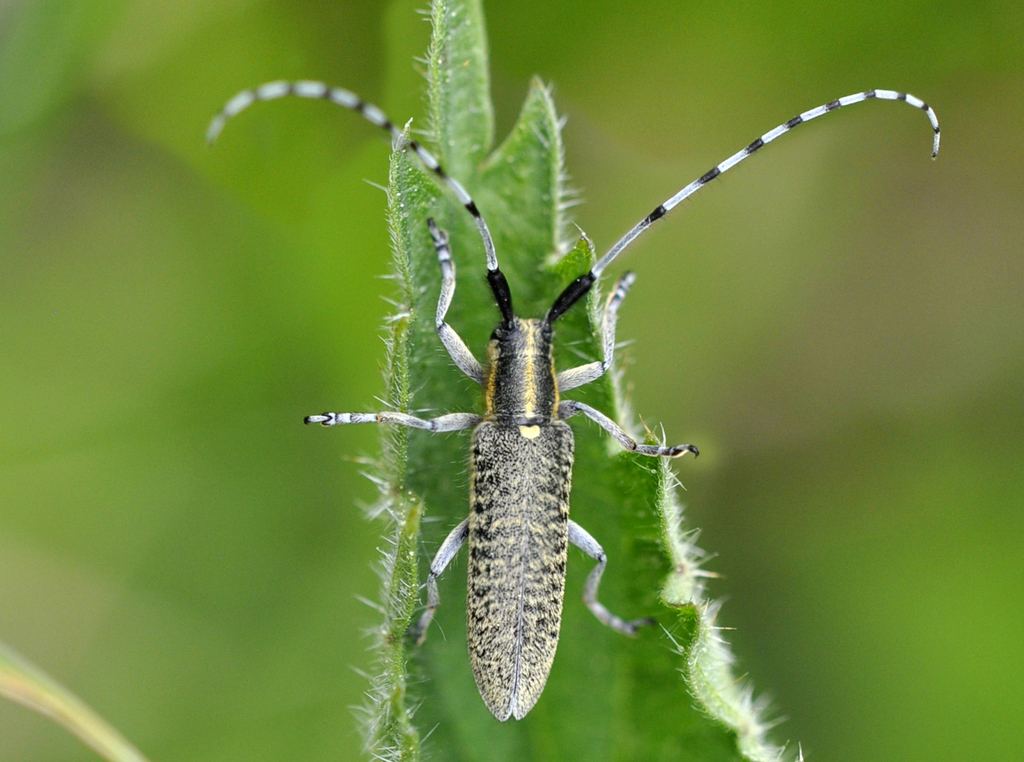 Golden-bloomed Longhorn Beetle