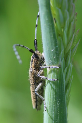 Golden-bloomed Longhorn Beetle