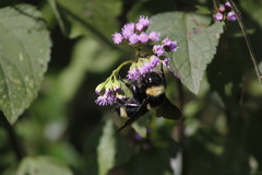 Bombus medius