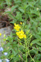 Draba hispida