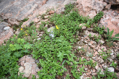 Draba hispida
