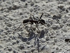 Aphaenogaster senilis