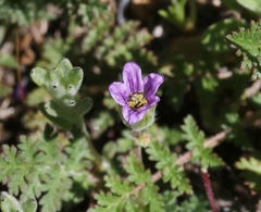 Erodium brachycarpum