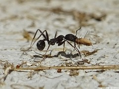 Aphaenogaster senilis