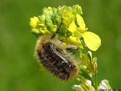 Tropinota squalida