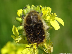 Tropinota squalida