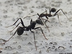 Aphaenogaster senilis