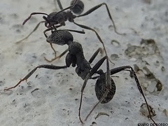 Aphaenogaster senilis