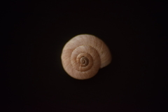 Backeljaia gigaxii
