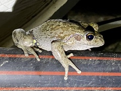 Ranoidea cyclorhynchus