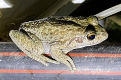 Ranoidea cyclorhynchus