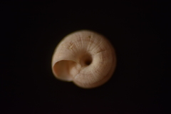 Backeljaia gigaxii
