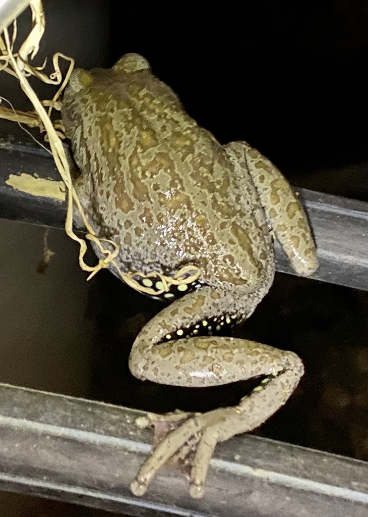 Spiders - Oyster Harbour Catchment Group