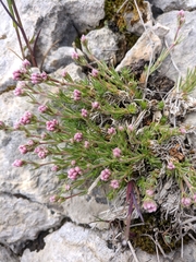 Asperula supina caespitans