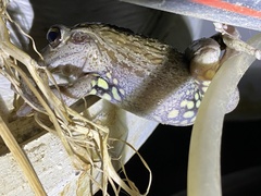 Ranoidea cyclorhynchus