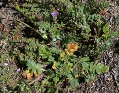 Erodium brachycarpum